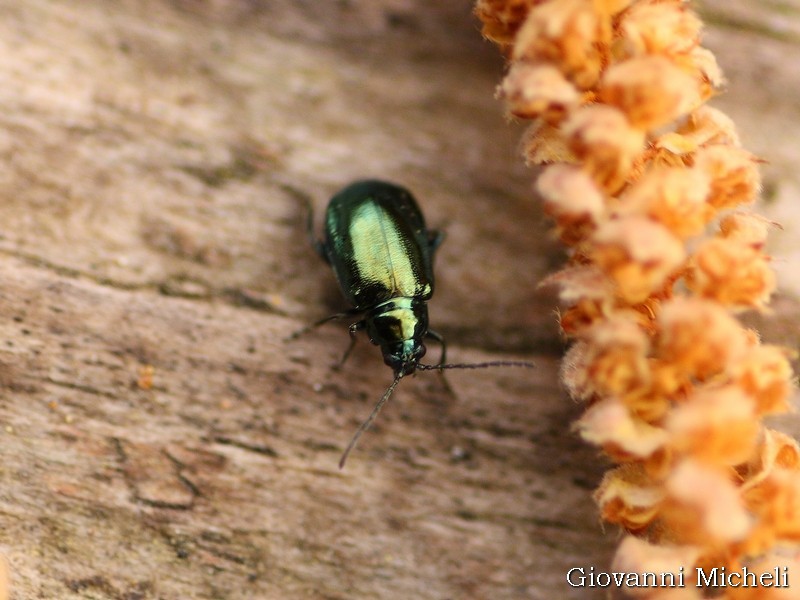 Altica cfr. quercetorum (Chrysomelidae)